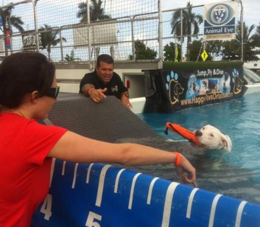 Los perros hasta tuvieron la posibilidad de darse un buen chapuzón.