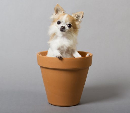 El perro de servicio más pequeño es Cupcake, una linda Chihuahua de pelo largo, que mide tan sólo 6.25 pulgadas de alto y pertenece a Angela Brain de Moorestown, New Jersey.