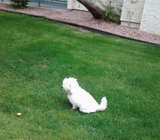 <br /> ¿Quieres enviar la foto de tu mascota? Hazlo aquí <br />