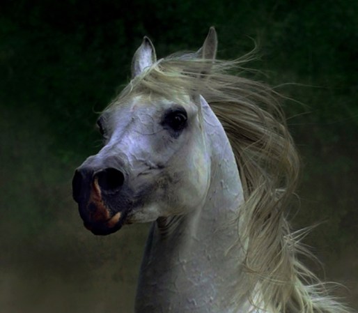 <br /> ¿Quieres enviar la foto de tu mascota? Hazlo aquí <br />