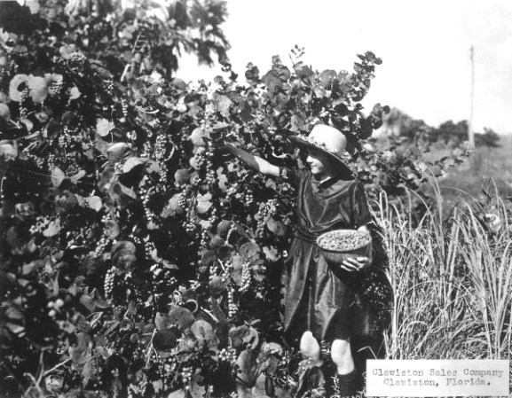 Niña inmigrante recolectando uvas cerca de Clewiston, 1920.