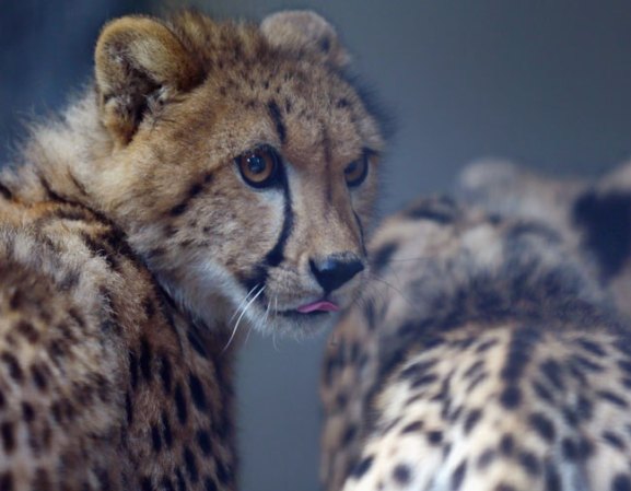 Es un felino de gran tamaño, mide entre 110 y 150 cm de longitud, más de 55 a 80 cm de la cola.