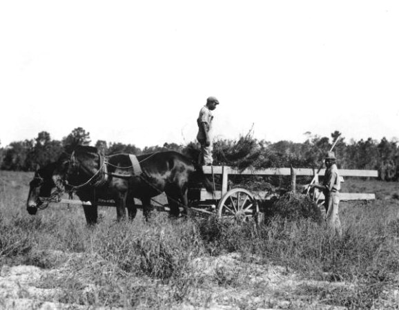 Hombres afroamericanos cargando un vagón en un campo en Cherry Lago de Rehabilitación Rural de la Comunidad - Cherry Lake, Florida, 1935.