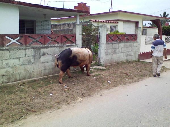 la mejor mascota. <br /> ¿Quieres compartir fotos como estas? Hazlo aquí <br />