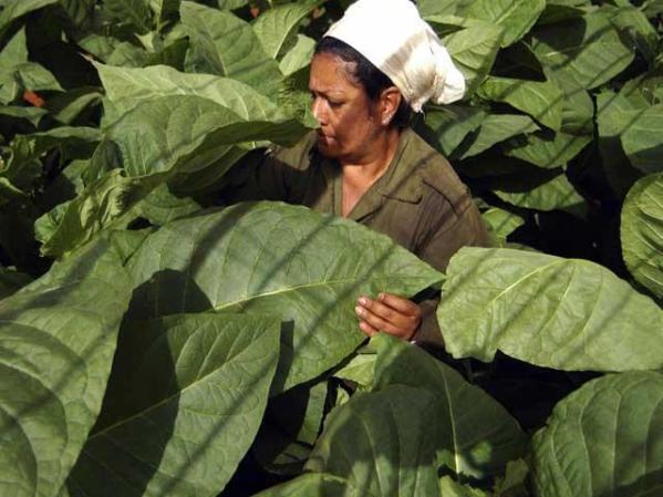 14 DE ENERO, 2008: Recogida del tabaco en San Antonio de los Baños.
