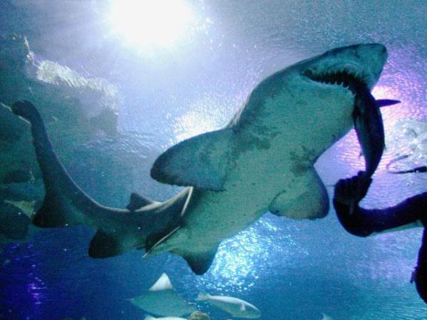 Un buzo alimenta a un tiburón en un acuario de Malasia.
