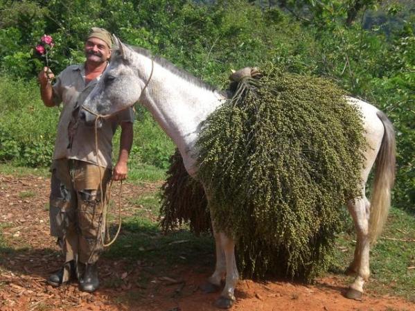 mi primo Ramiro cargando palmiche .