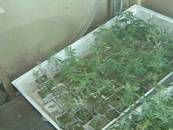 Además, las plantas contaban con un primitivo sistema de regadío que las alimentaba de agua.