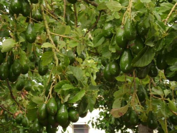 que clases de aguacate da mi tierra de punta brava