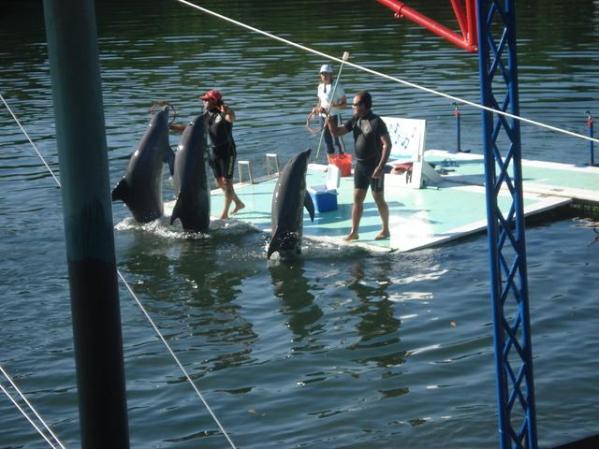el delfinario en Varadero