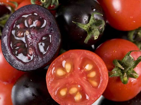 El tomate morado ha sido alterado con ingeniería genética para que crezca con una generosa gama de antioxidantes considerados como fuerzas positivas contra el cáncer.