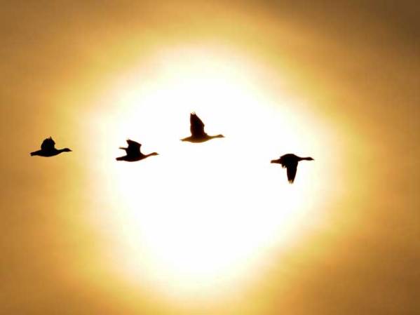 Cuatro gansos, en los cielos de Corea del Sur.