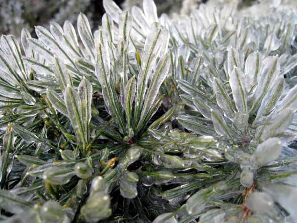 Otra de hielo, pero esta vez en China y las que andan congeladas son las plantas.