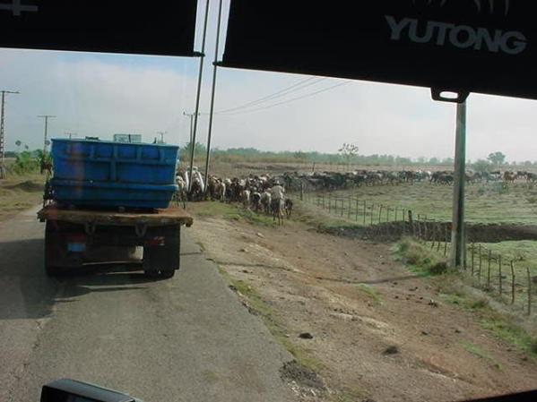En cuba si hay gandao vacuno,pero al pueblo no le dan ni la carne ni la leche......