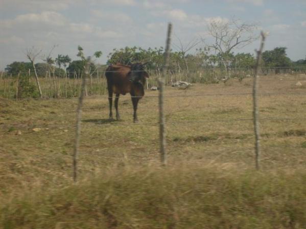 cuba