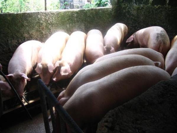 familia cabezas