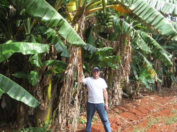Platanos en la Finca Xiomara de Alquizar,Hab.