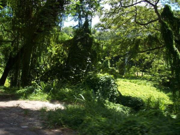 Bosque de la habana