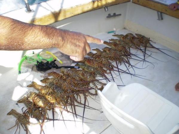 Pesca de Langostas y Picuas