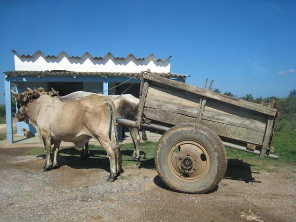 transporte pinareno