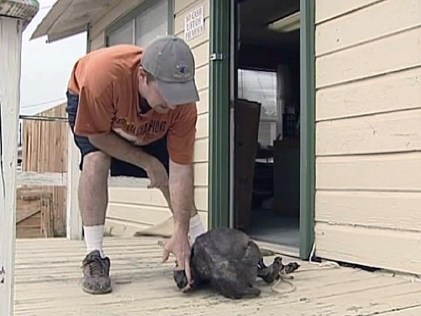 El animal fue envenenado en una granja de Texas.