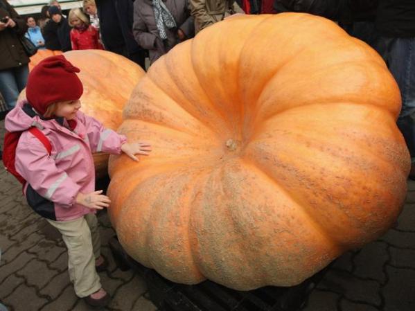 Una niña de Klaistow, alemania, posa junto a una calabaza gigante de 860.2 libras.