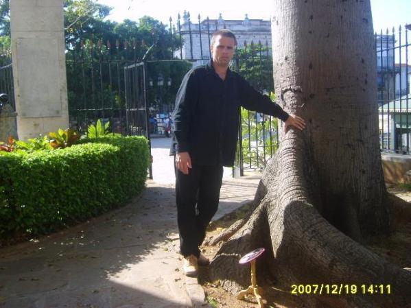 una ceiba que cuenta la historia del cabildo de san cristobal de la habana