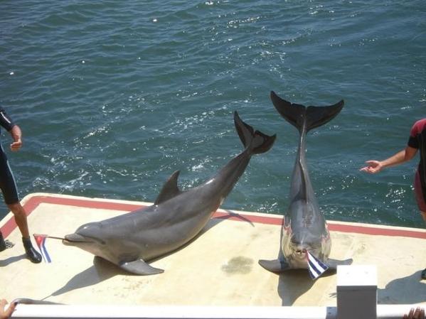 Delfinario en Rancho Luna ,Cfgos