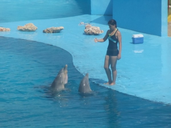 el acuario
