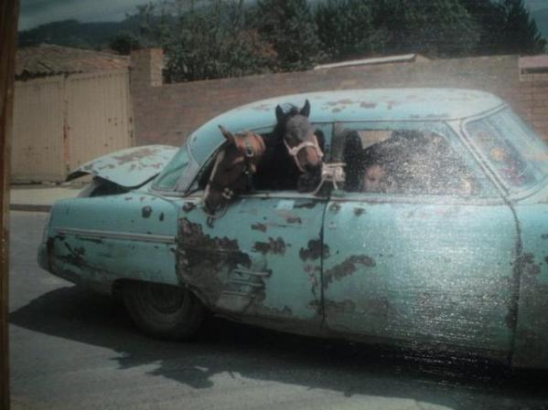 Los caballos viajan en auto.