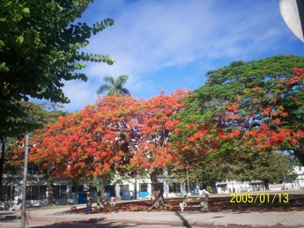 Parque Tulipan. Cerro