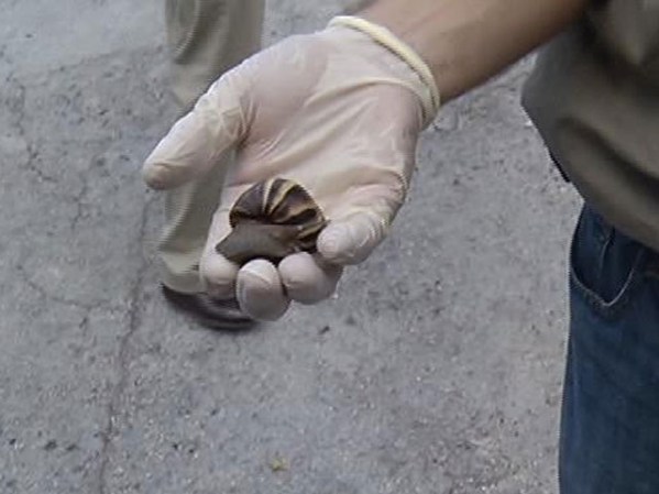 La especie conocida como Achatina áulica produce 1,200 huevos cada 12 meses.