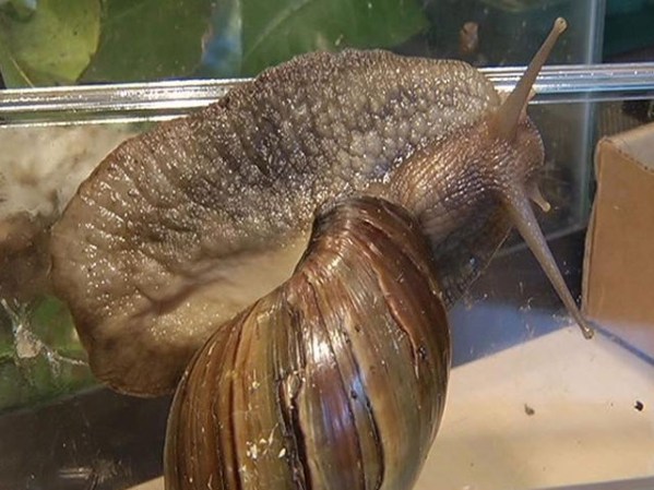 Los caracoles africanos gigantes viven un promedio de 9 años.