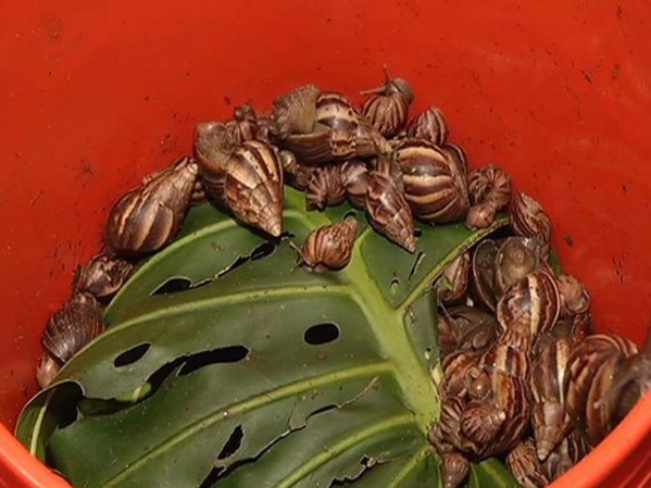Una invasión de caracoles gigantes ha sido vinculada a la santería.