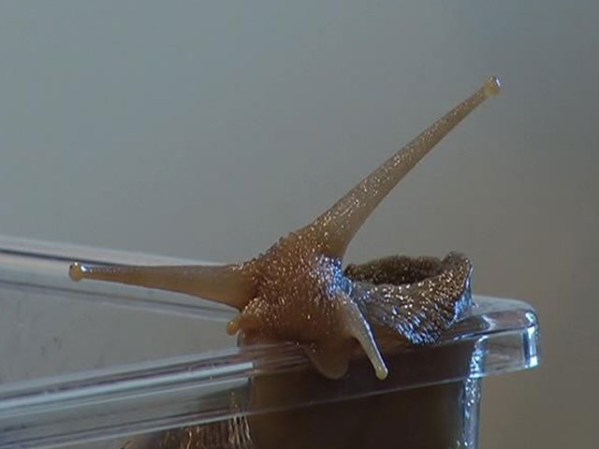 El caracol gigante africano es el molusco terrestre de mayor tamaño.
