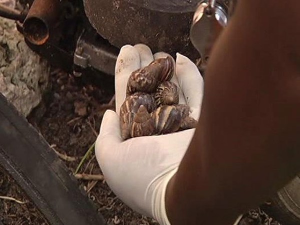 El caracol gigante africano es troceado y enlatado y se hace pasar para algunos consumidores como escargot.