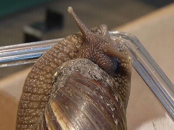El Caracol gigante africano fue presentado como comestible en la II Guerra Mundial.