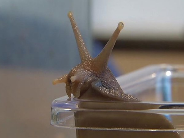 Los caracoles son hermafroditas, producen tanto espermatozoides como óvulos.