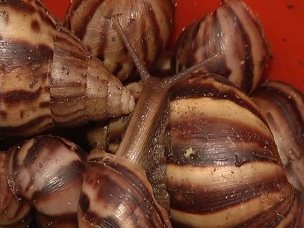 Está incluida en la lista 100 de las especies exóticas invasoras más dañinas del mundo