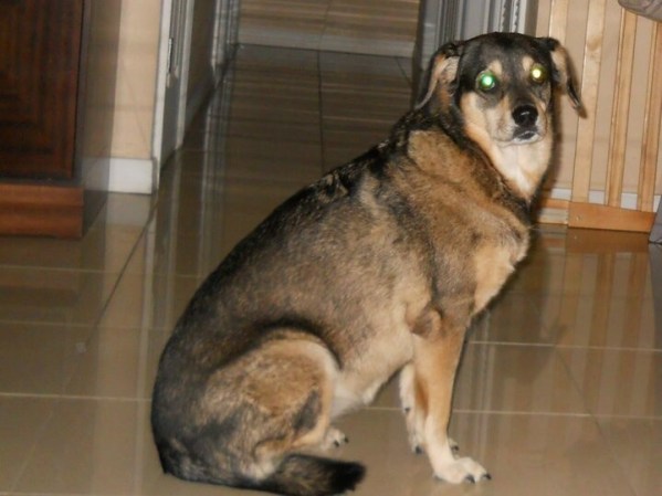 Mi perrita piky 16 años