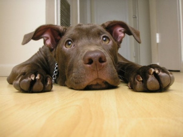 Rocco