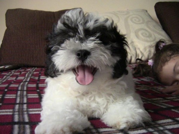 SNOWY MI SHIH-POH