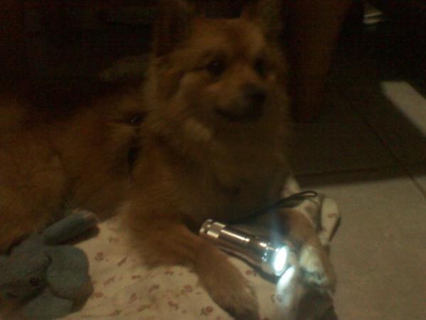 mi perro alerta