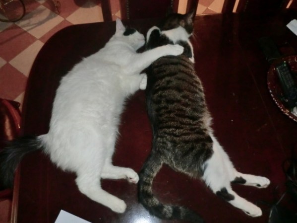 SIMBA Y OREO EN LA SIESTA DEL MEDIO DIA