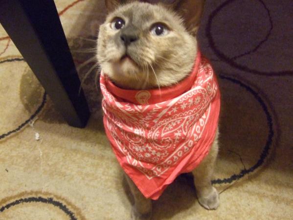 mi reina(katira)
