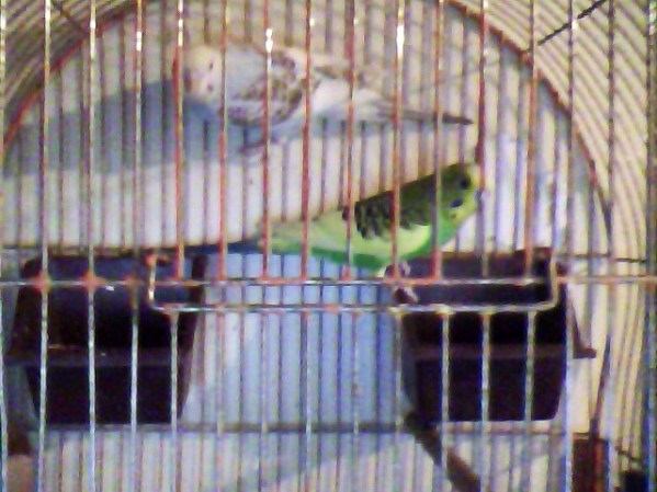 la chiquibaby y el victorino