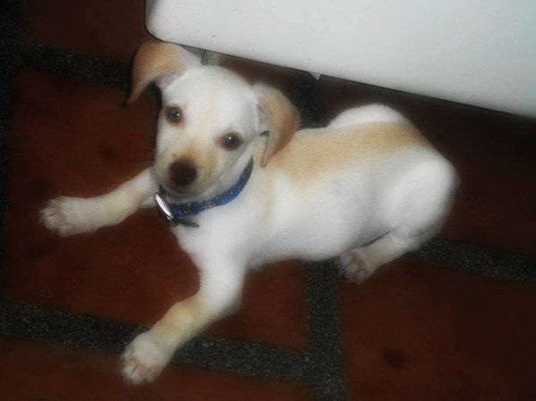 Este es mi perro nevado aqui tiene 4 meses somos de Valencia estado Carabobo, Venezuela saludos a toda mi gente de telemundo los quiero mucho.