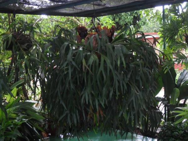 Vendo Platycerium 15 anos de edad,en perferto estado