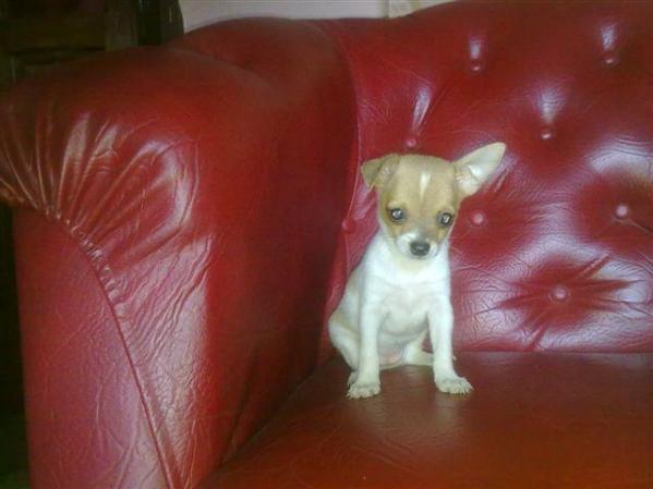 Se venden bebes chihuhuas aprovechate y no dejes escapar la posibilidad de tener una mascota pequeña y cariñosa<br />Precio: 120 cuc..