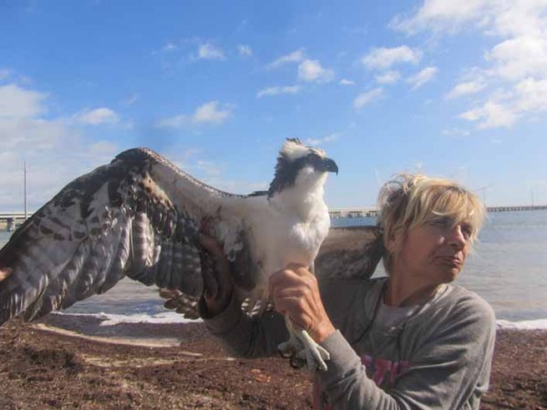 Dos pájaros se recuperan después de que fueran encontrados en los Cayos de la Florida con anillos de latas de cerveza pegadas al cuello.